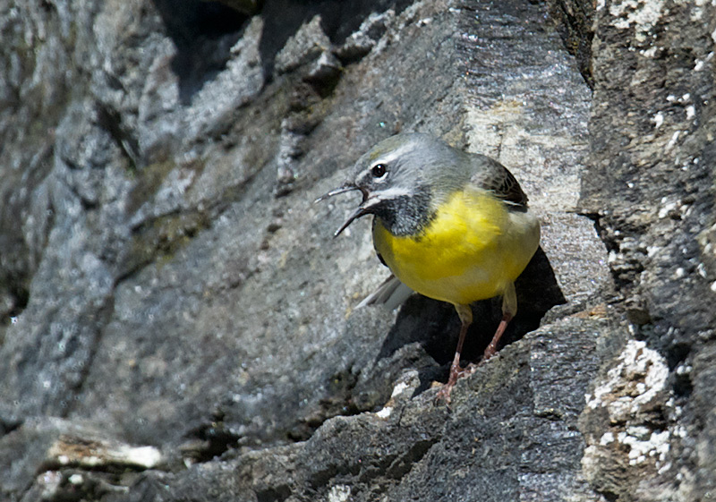 Vintererle - Grey wagtail (Motacilla cinerea) male .jpg